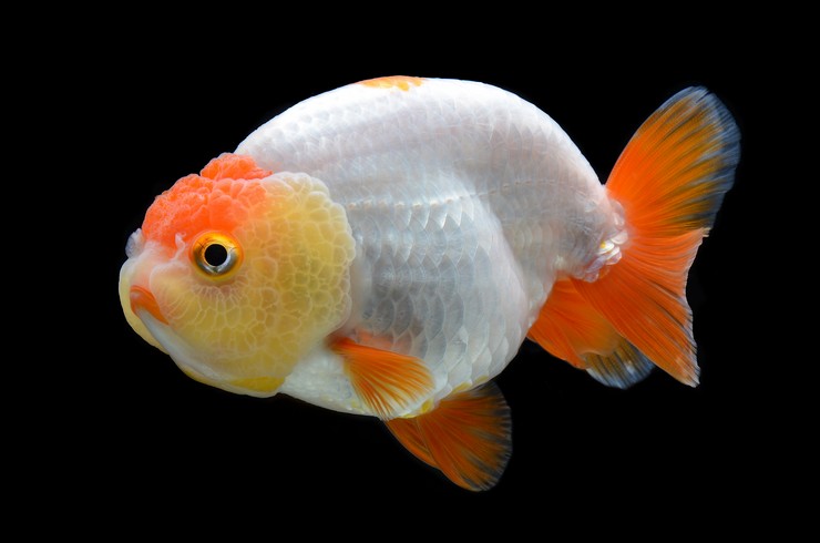 Ранчу – золотая рыбка без спинного плавника