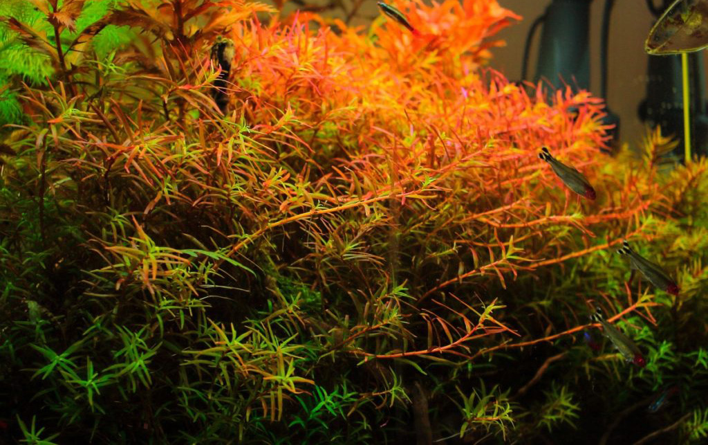 Описание аквариумных растений с фото. Красивые аквариумные растения содержание