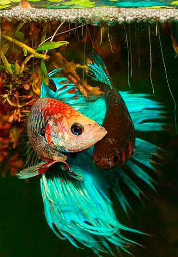 Рыба-петушок: красавец, боец и мученик