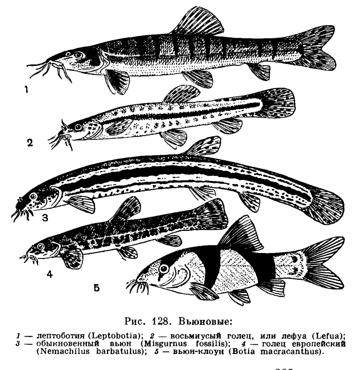 Характерные особенности рыбы семейства вьюнов