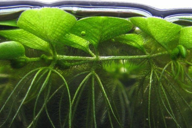 Плавающие аквариумные растения