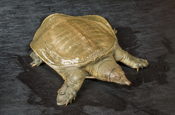 Трионикс аквариумная черепаха: содержание и уход