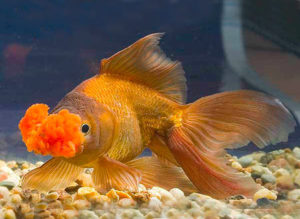 Помпон золотая рыбка