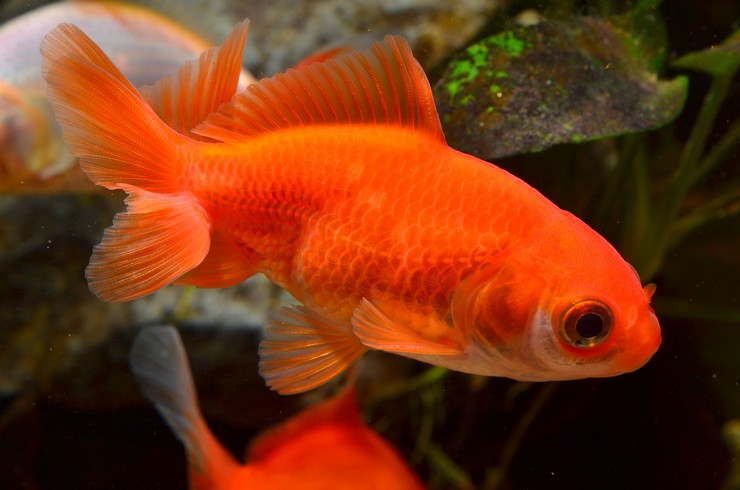 Вакин – родоначальник пород золотых рыбок
