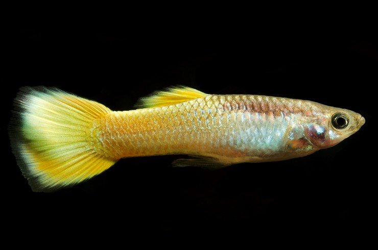 Желтые гуппи – красивые и неприхотливые рыбки
