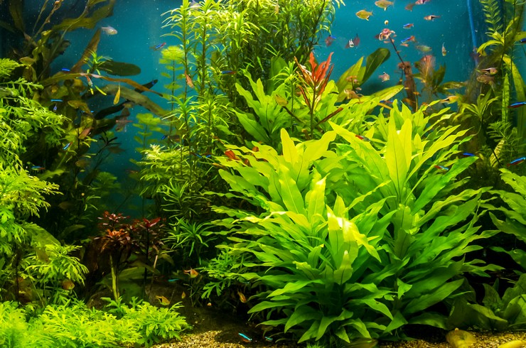Живые растения – украшение любого аквариума