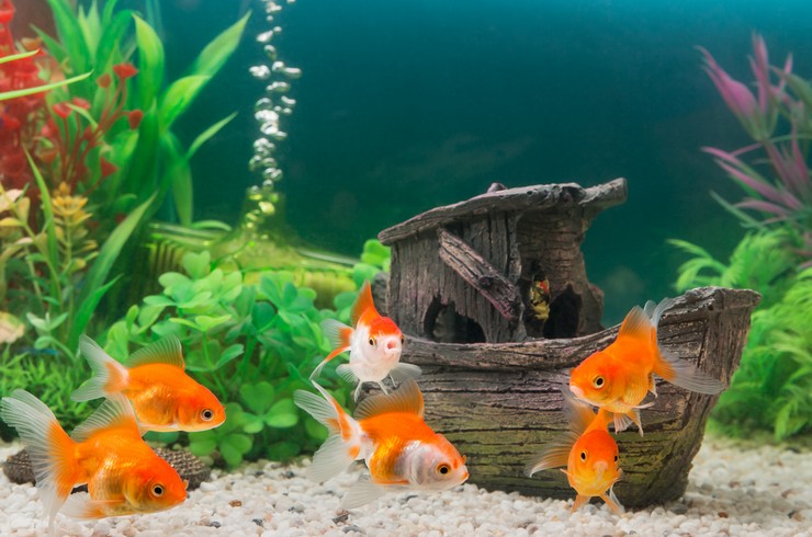В аквариуме с золотыми рыбками чаще всего используют искусственные декорации