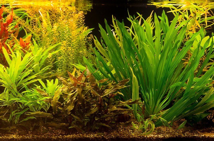 Живые растения не только украшают аквариум, но и приносят пользу