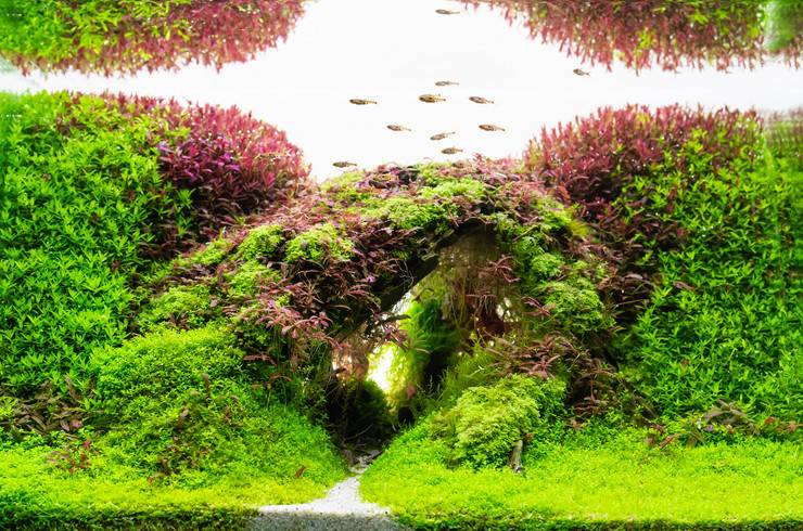 Акваскейп немыслим без живых растений