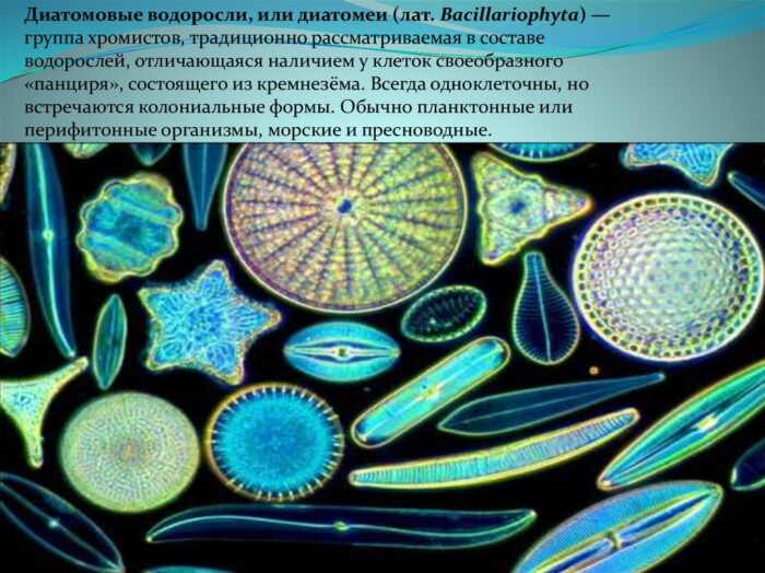 Характеристика диатомовых водорослей