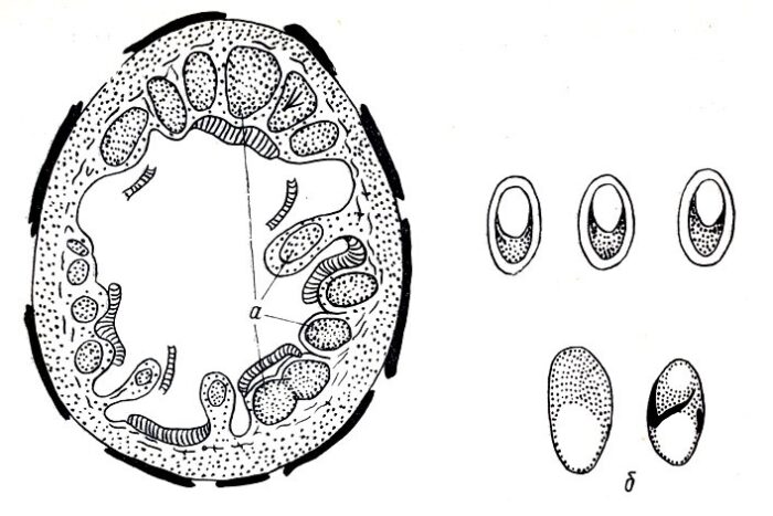 Размножение микроорганизмов происходит путем деления