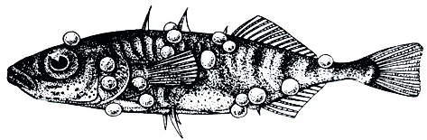 Глюгеоз у аквариумных рыб