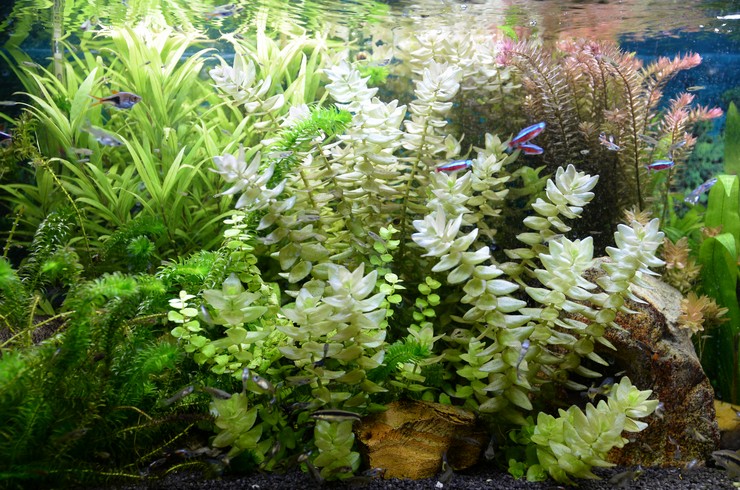 В голландском аквариуме растения занимают не менее 80% площади