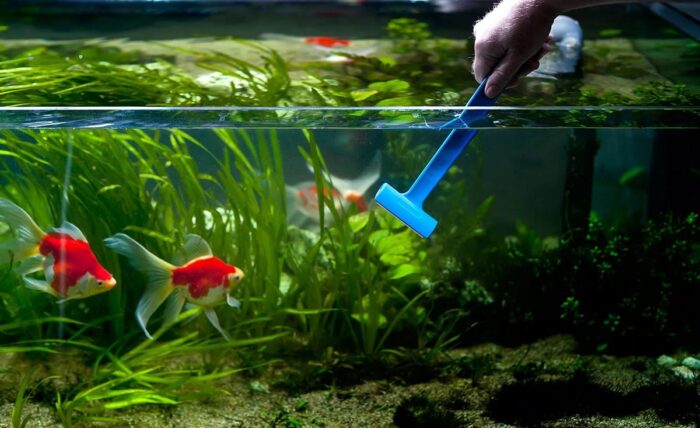 Для чего менять воду в аквариуме