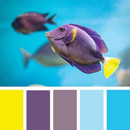 Цветовая палитра для отделки аквариума
