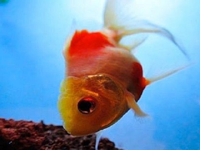 Лепидортоз у аквариумных рыб