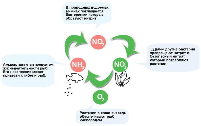 Азотный цикл в аквариуме