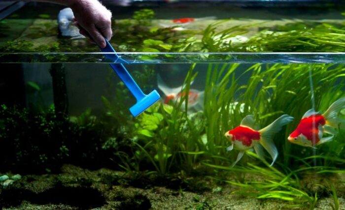 Важно регулярно чистить аквариум