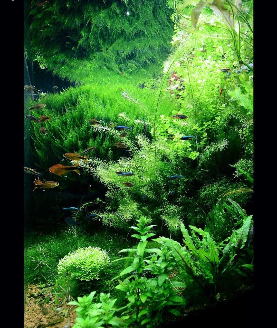 природный аквариум