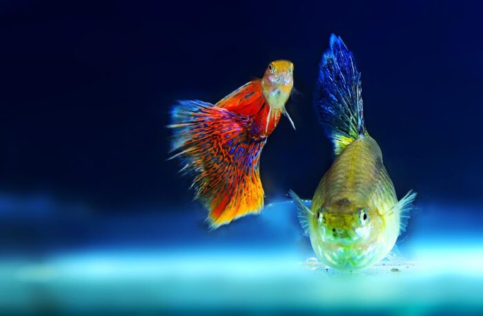 Самые живучие аквариумные рыбки