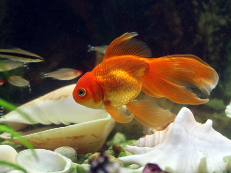 Самые живучие аквариумные рыбки – кого лучше запускать в свой первый аквариум?